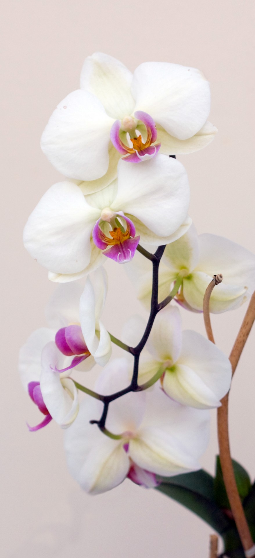 Orchidėja,  Gėlė,  Gėlės,  Balta,  Violetinė,  Iš Arti,  Detalės,  Gražus,  Graži,  Vaizdas