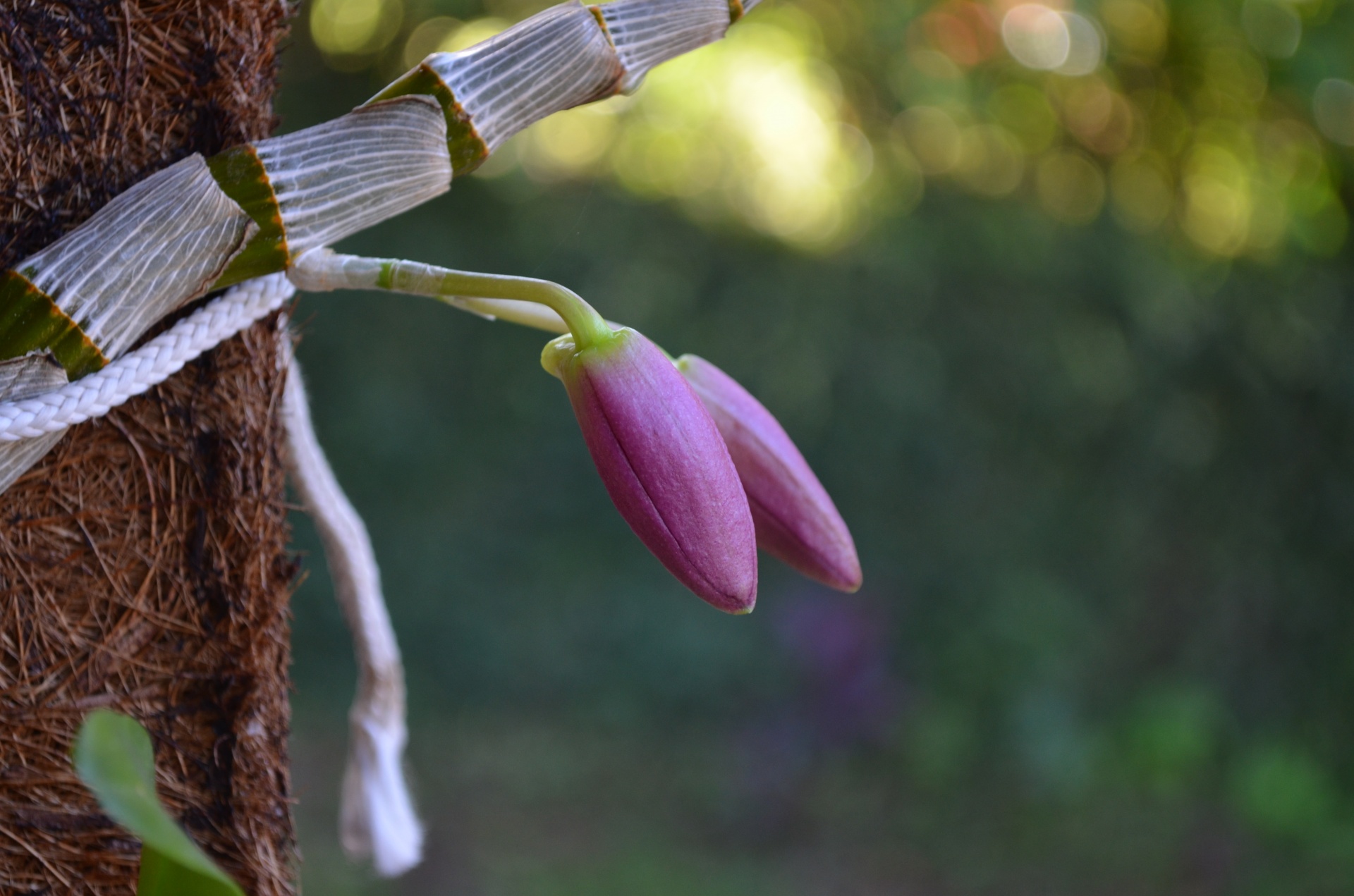 Orchidėja,  Gėlė,  Brazilija,  Auginimas,  Orchidėjų Gėlė, Nemokamos Nuotraukos,  Nemokama Licenzija