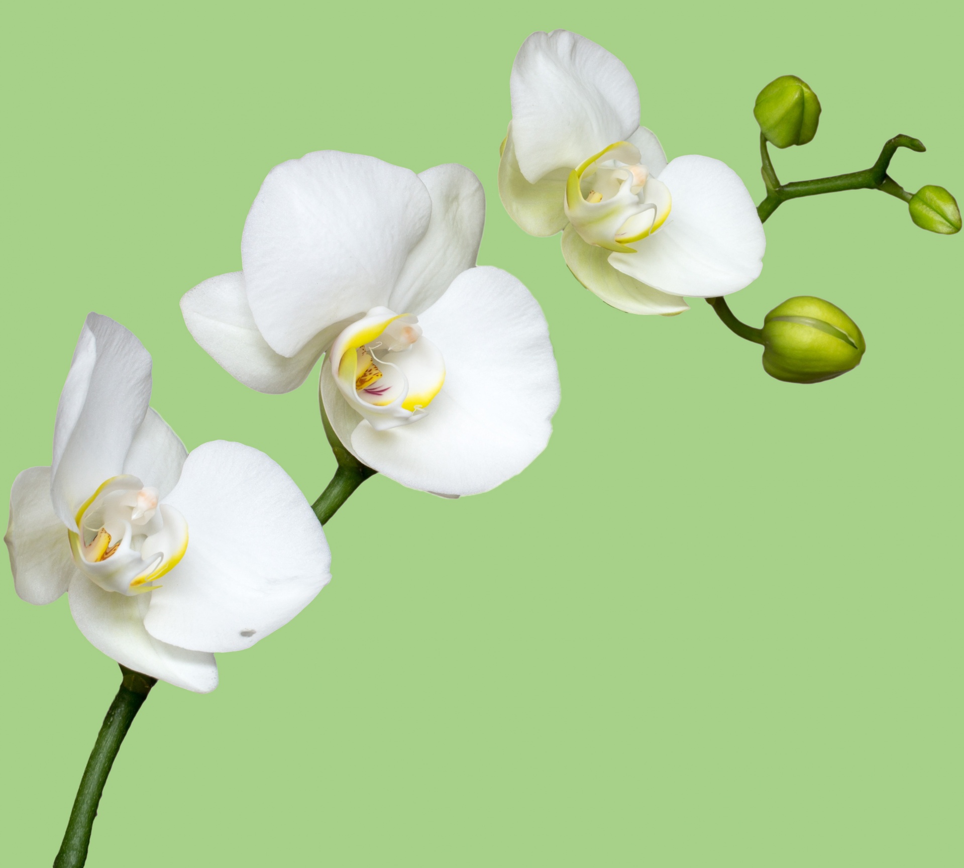 Orchidėja,  Gėlė,  Balta,  Gėlės,  Fonas,  Egzotiškas,  Augalas,  Gamta,  Žalias,  Uždaryti