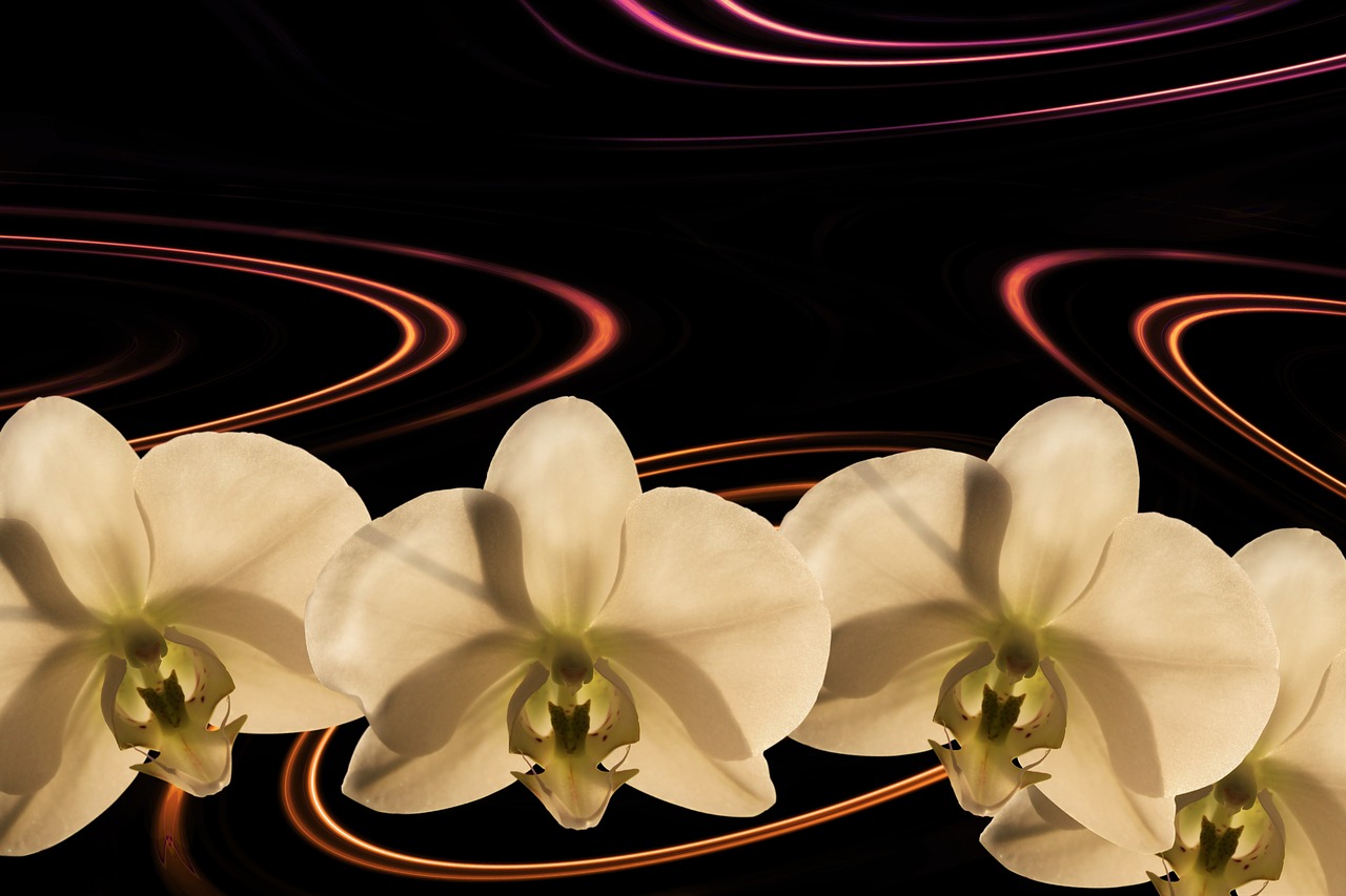 Orchidėjų Gėlė, Orchidėja, Fonas, Žiedas, Žydėti, Balta, Augalas, Gėlė, Žydėti, Orchidėjų Žiedas