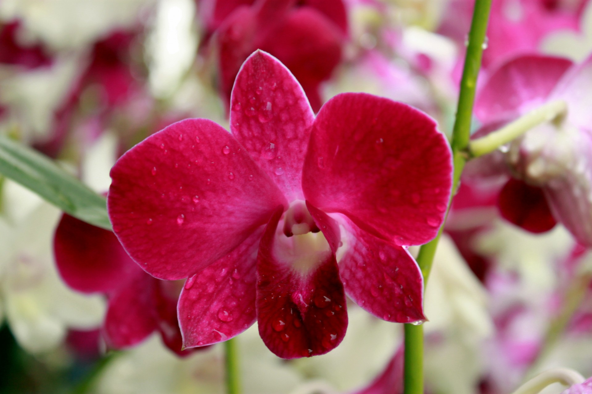 Orchidėja,  Gėlė,  Žiedas,  Orchidėjų Gėlių Žiedai, Nemokamos Nuotraukos,  Nemokama Licenzija