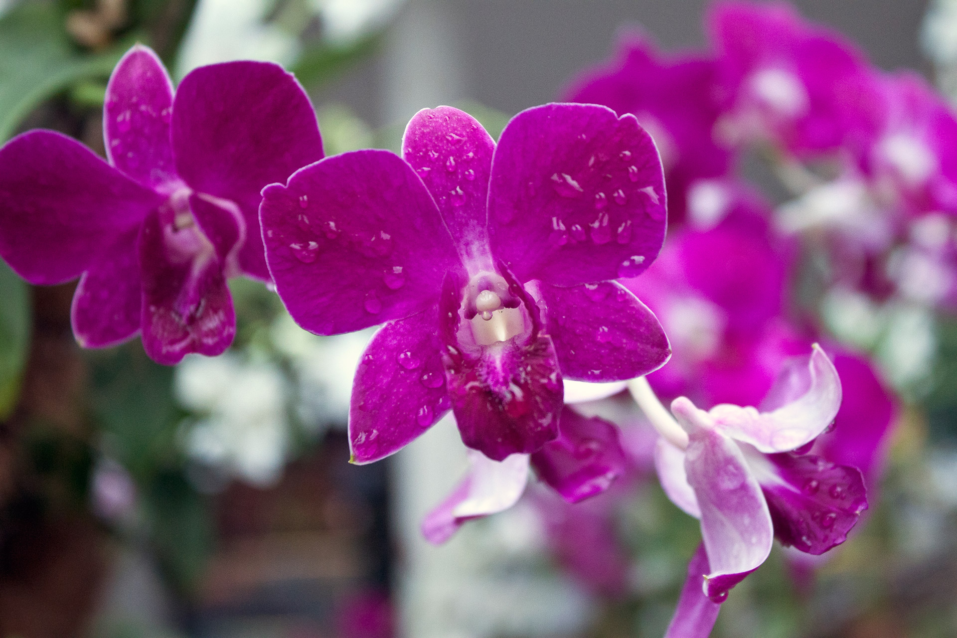 Orchidėja,  Gėlė,  Singapūras,  Orchidėjų Gėlė Singapūre, Nemokamos Nuotraukos,  Nemokama Licenzija