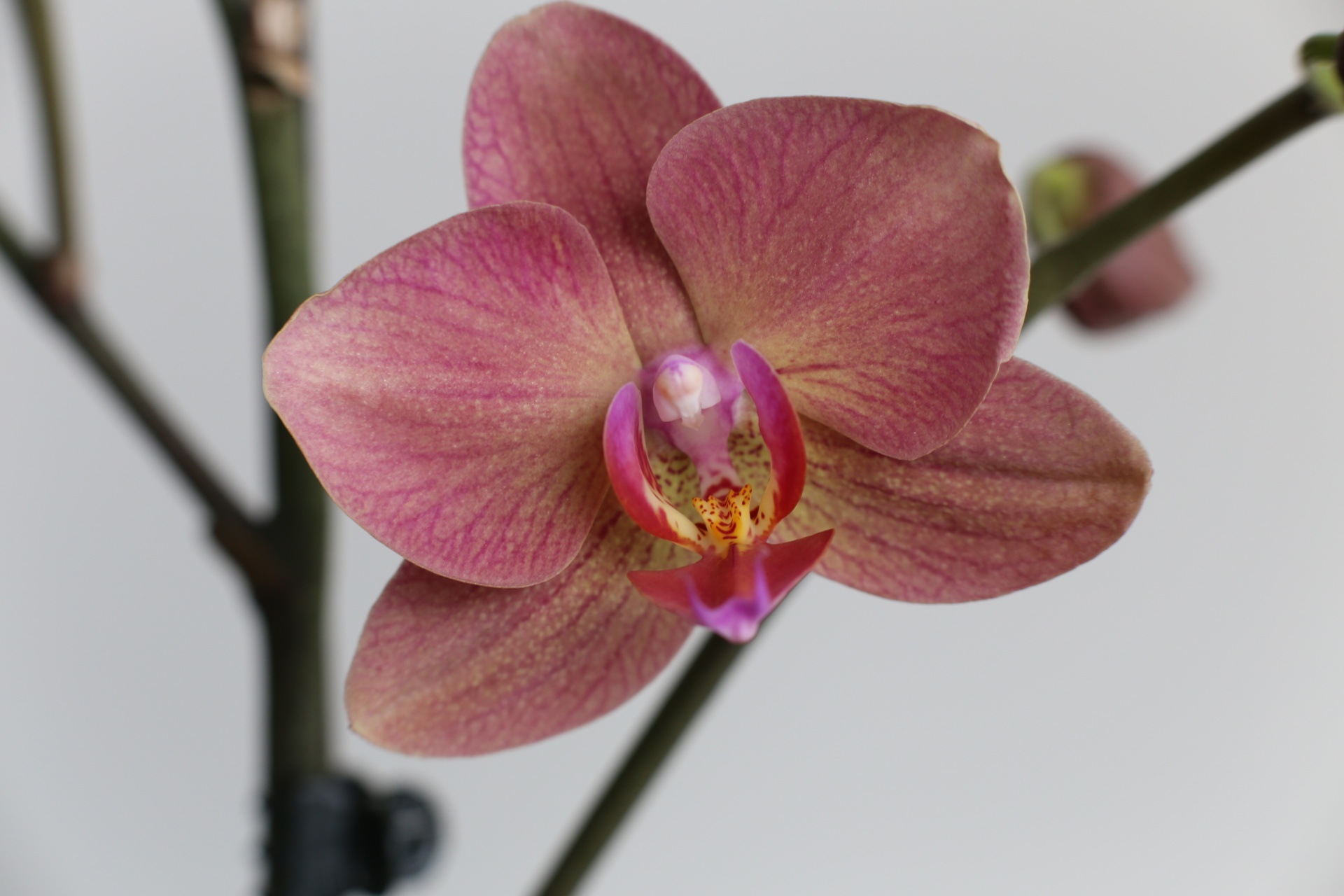 Orchidėja,  Gėlė,  Orchidėja Žydėjo, Nemokamos Nuotraukos,  Nemokama Licenzija
