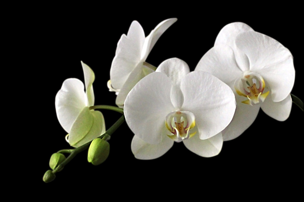 Orchidėjų Pieva, Orchidėja, Balta, Žiedas, Žydėti, Nemokamos Nuotraukos,  Nemokama Licenzija