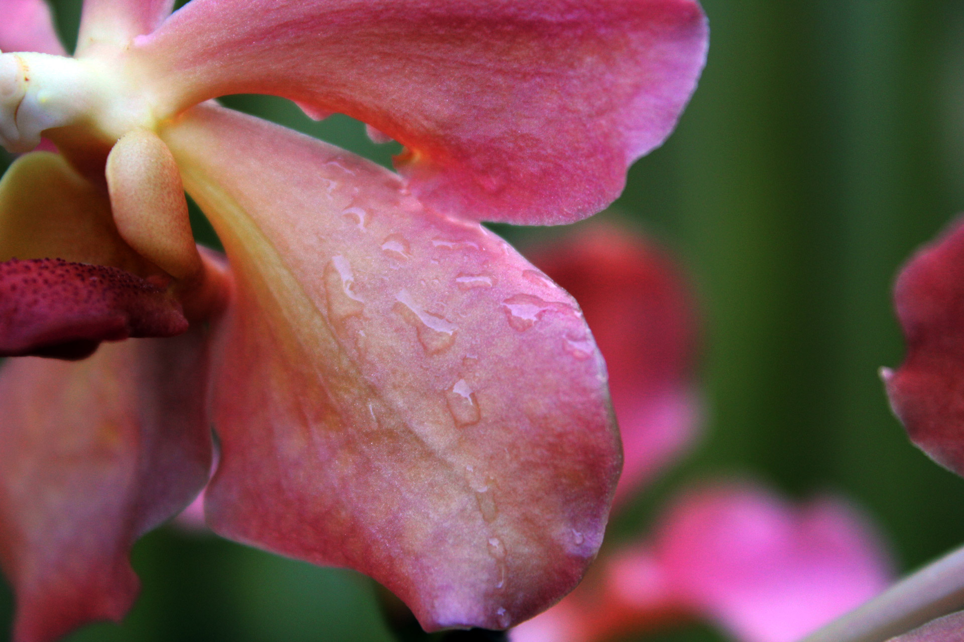 Orchidėja,  Gėlė,  Vanduo & Nbsp,  Lašai,  Makro,  Violetinė & Nbsp,  Orchidėja,  Žiedlapiai,  Fonas,  Violetinė