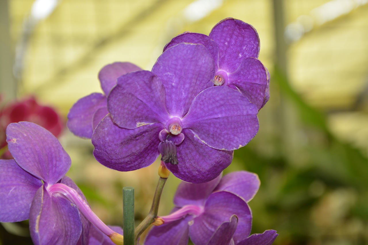 Orchidėjų Violetinė Spalva, Apdaila, Pasiūlyti Gėlių, Nemokamos Nuotraukos,  Nemokama Licenzija