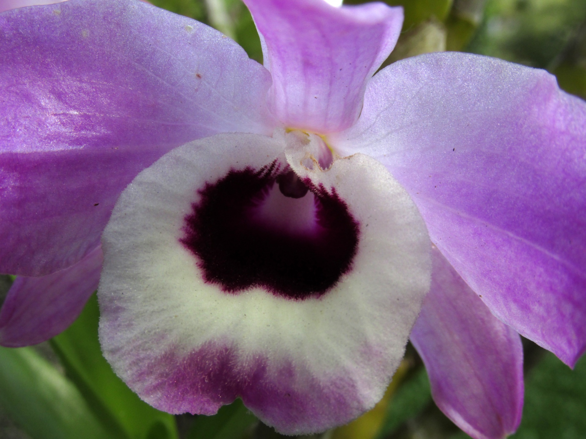 Orchidėja,  Makro,  Violetinė,  Gamta,  Orchidėjų Arti, Nemokamos Nuotraukos,  Nemokama Licenzija