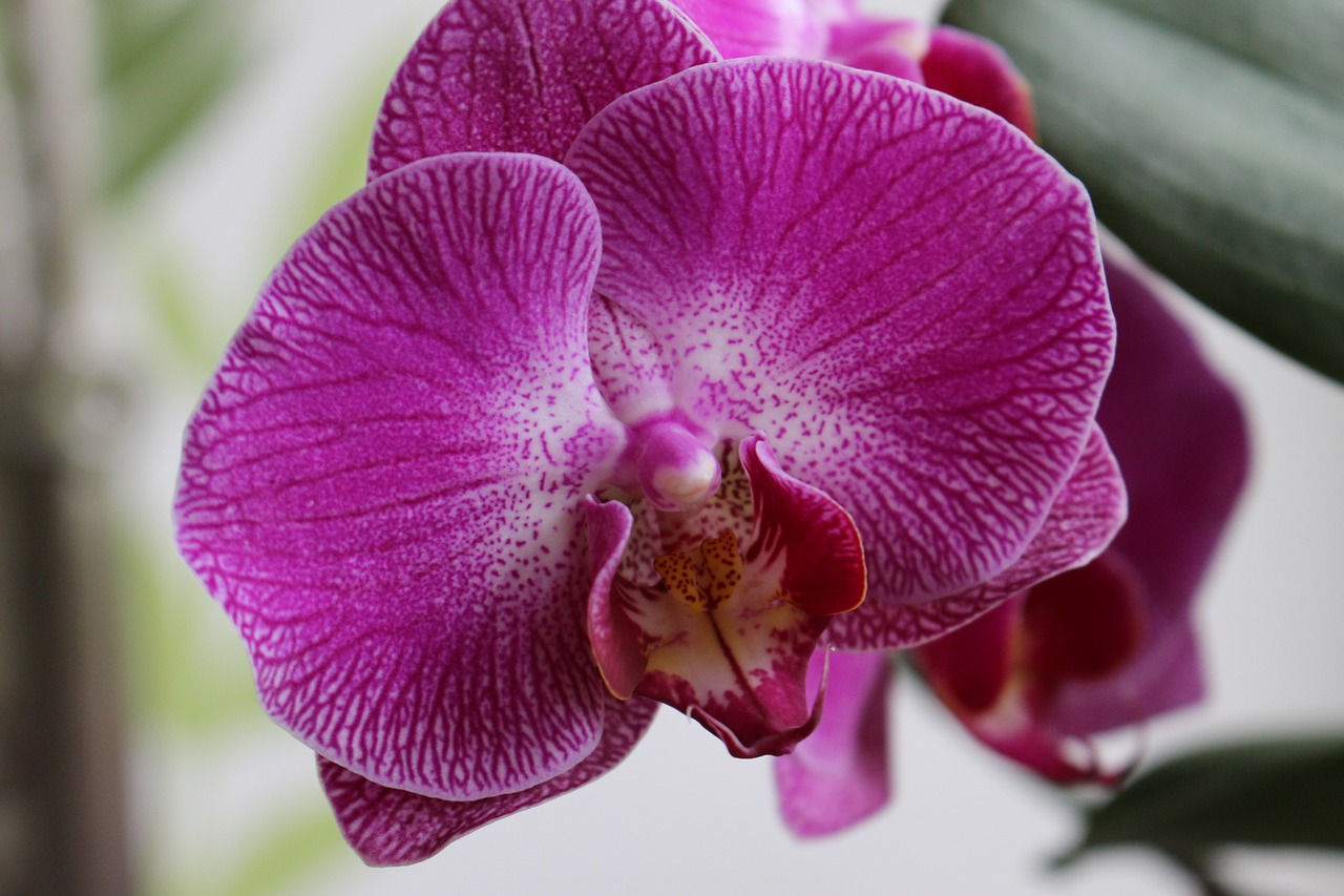 Orchidėja, Gėlė, Augalas, Violetinės Žiedlapys, Gamta, Flora, Vasara, Patalpose, Natūralus, Žiedlapiai