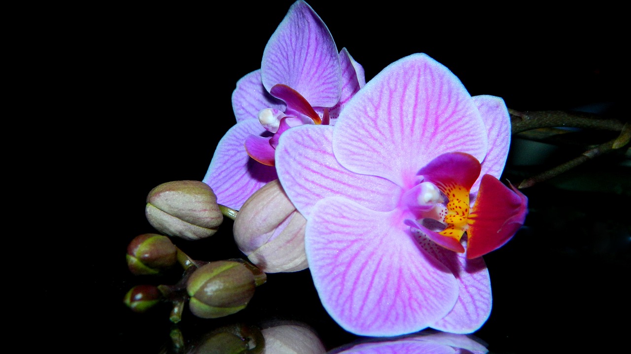 Orchidėja, Violetinė, Gėlė, Augalas, Dekoratyvinis, Grožis, Švelnus, Flora, Orchidėja, Gamta