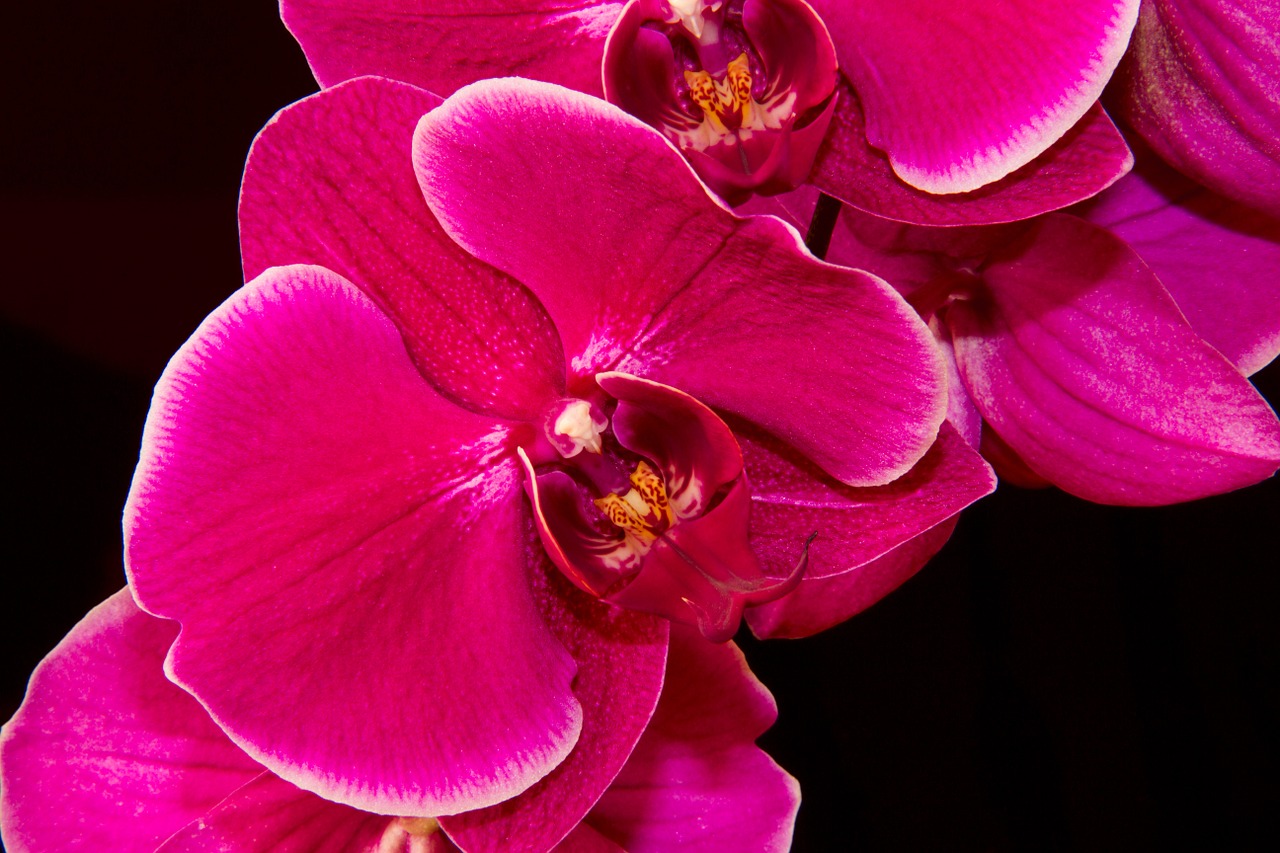 Orchidėja, Violetinė, Išsamiai, Gėlė, Gėlės, Grožis, Augalas, Flora, Orchidėja, Purpurinė Gėlė