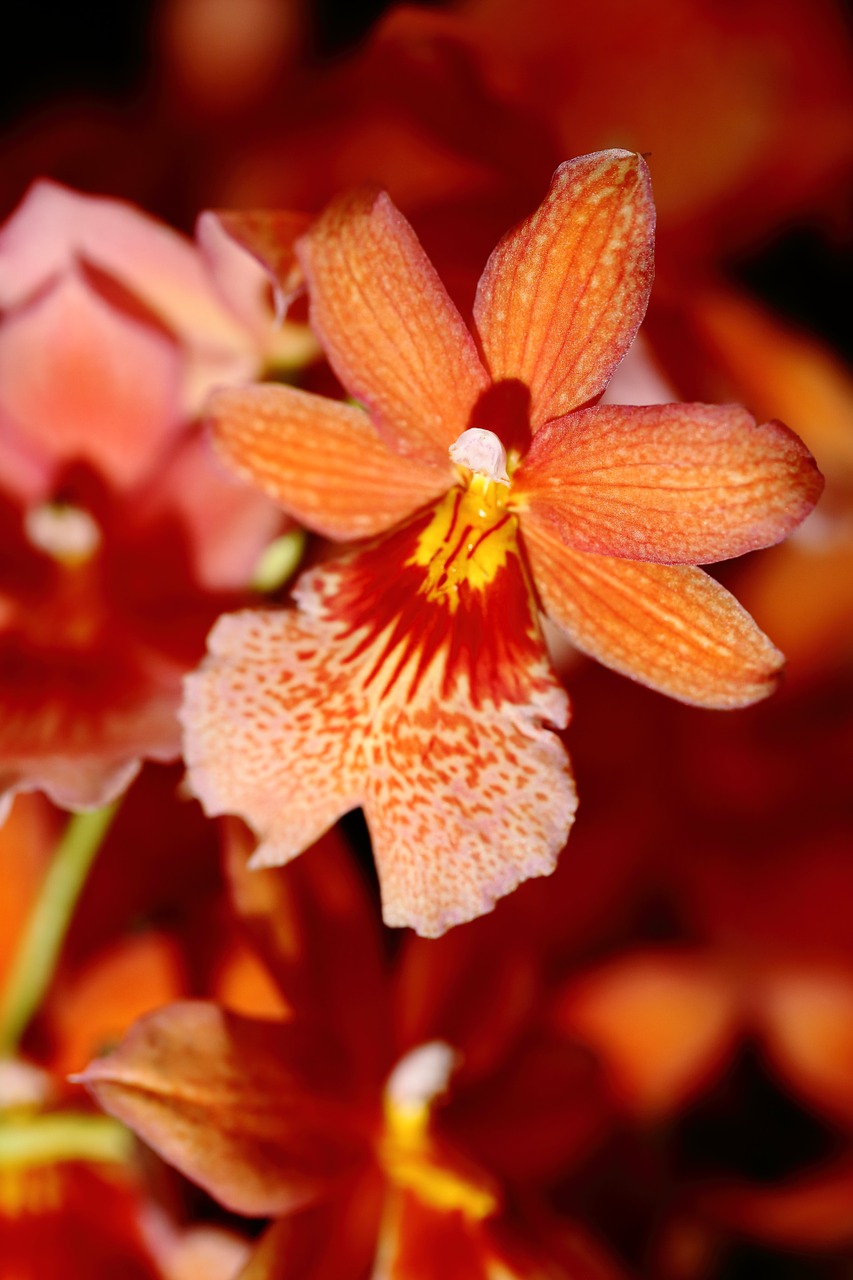 Orchidėja, Gėlė, Gėlės, Orchidėja, Nemokamos Nuotraukos,  Nemokama Licenzija