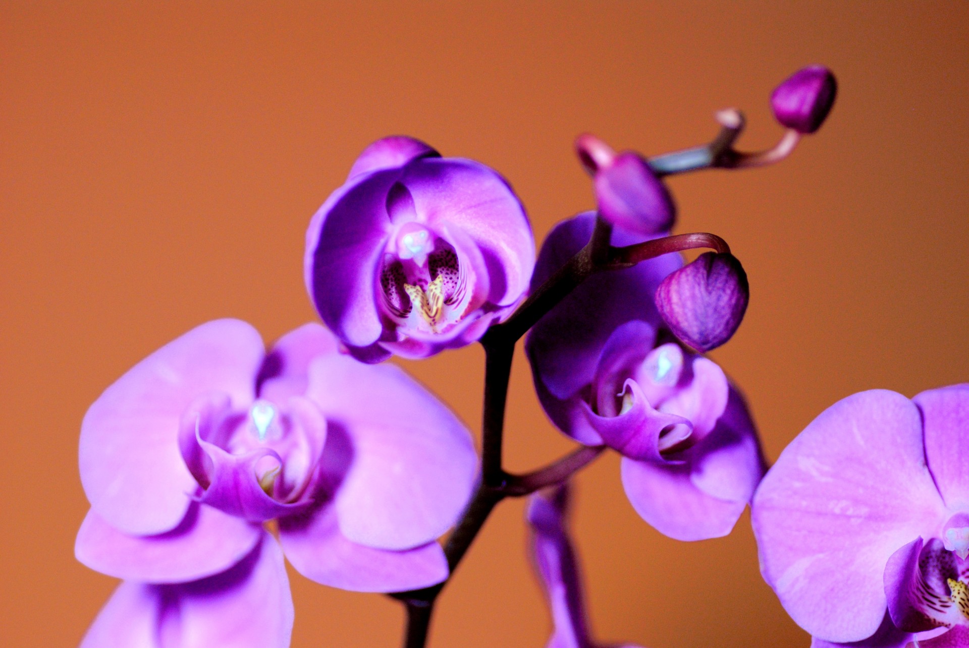Orchidėja,  Violetinė,  Gėlė,  Augalas,  Filialas,  Žiedlapis,  Gamta,  Raudona Orchidėja 2, Nemokamos Nuotraukos,  Nemokama Licenzija