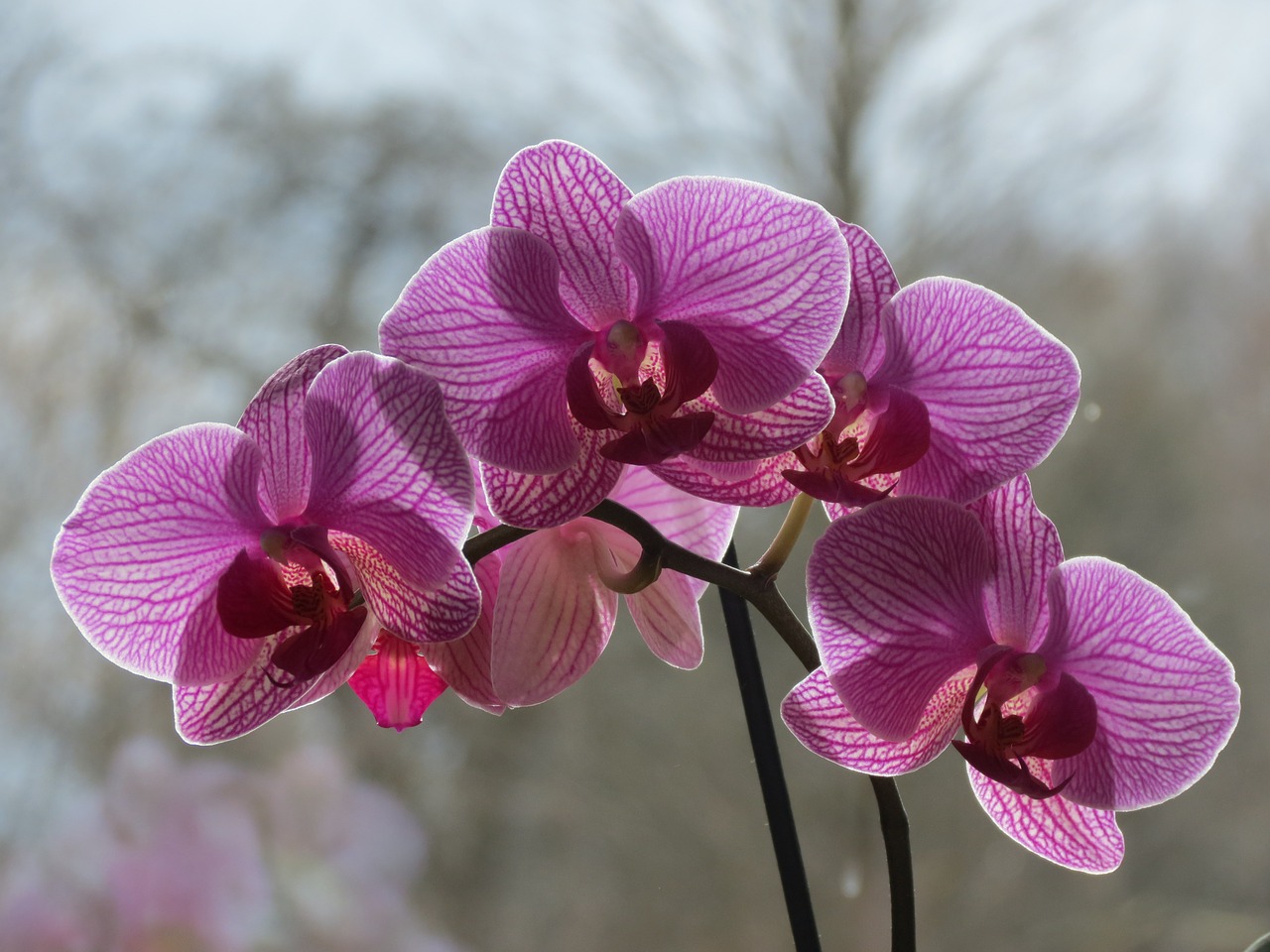 Orchidėjos, Kambariniai Augalai, Žiedas, Žydėti, Nemokamos Nuotraukos,  Nemokama Licenzija