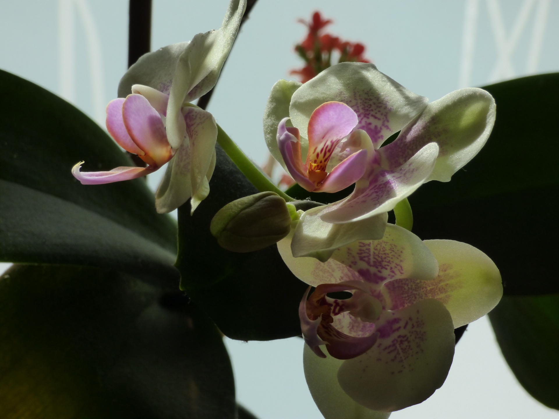Orchidėja,  Gėlė,  Augalas,  Orchidėja, Nemokamos Nuotraukos,  Nemokama Licenzija