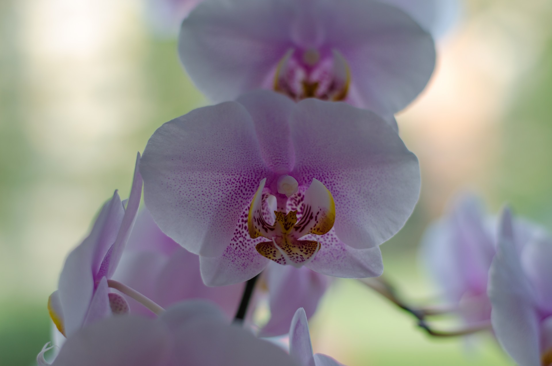 Orchidėja,  Balta,  Gėlės,  Augalas,  Orchidėja, Nemokamos Nuotraukos,  Nemokama Licenzija