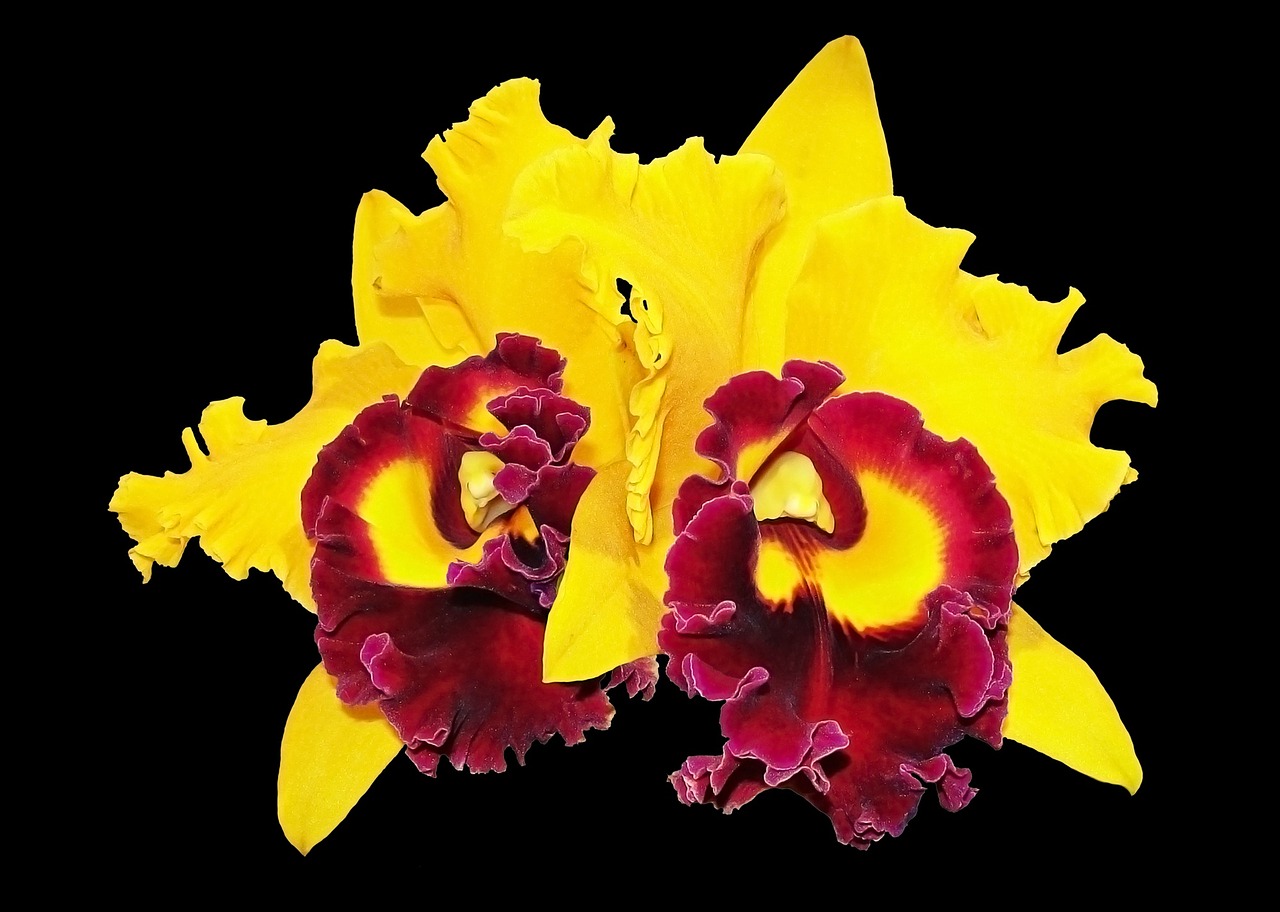 Orchidėjos, Gėlė, Geltona Orchidėja, Nemokamos Nuotraukos,  Nemokama Licenzija