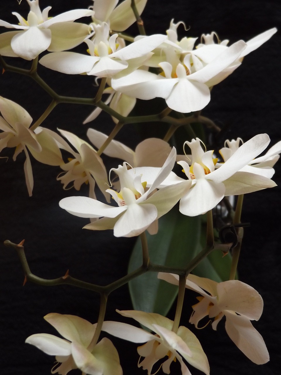 Orchidėjos, Gėlės, Balta, Gamta, Žydėjimas, Augalas, Nemokamos Nuotraukos,  Nemokama Licenzija