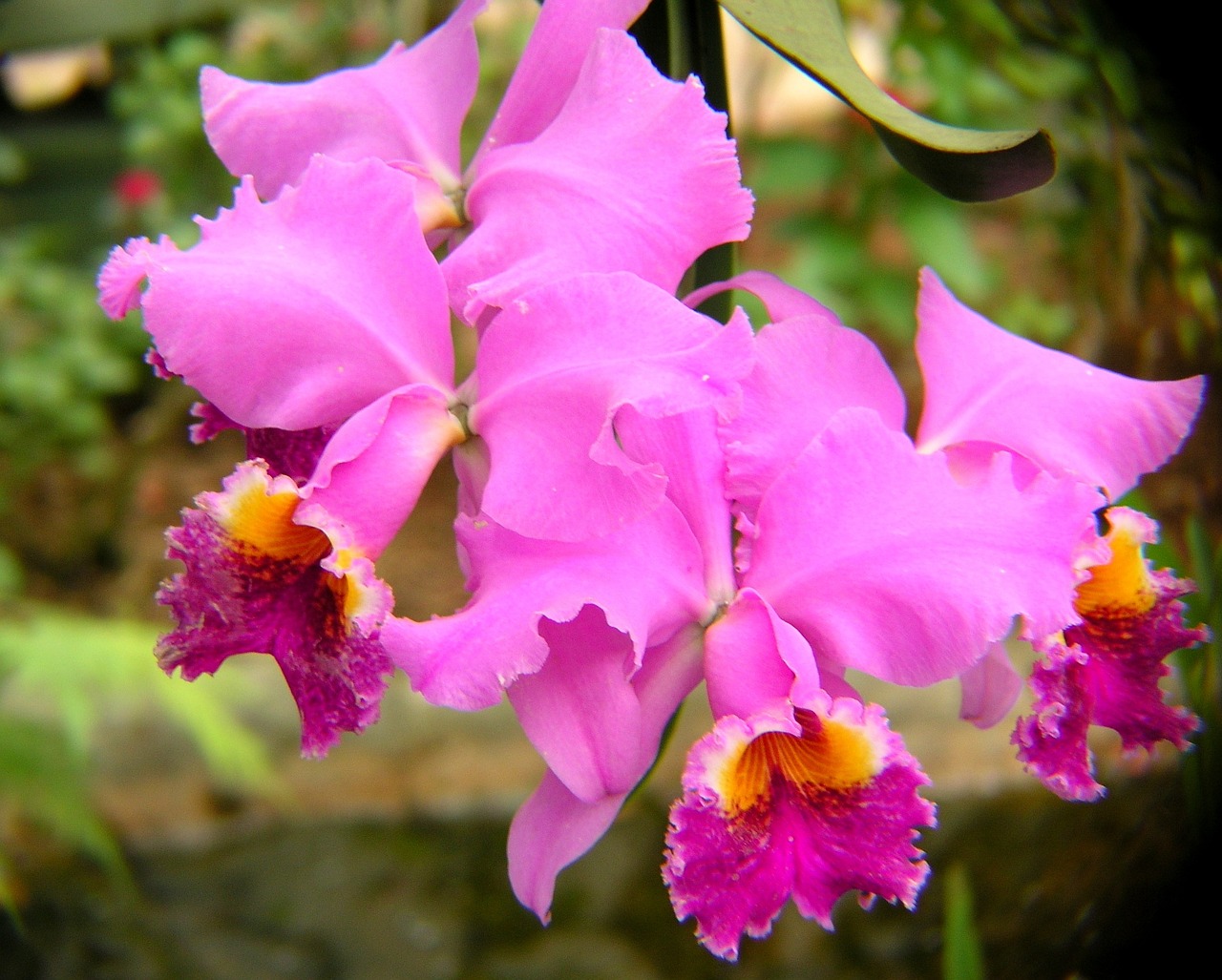 Orchidėjos, Violetinė, Žiedas, Gėlės, Žiedlapiai, Rožinis, Geltona, Oranžinė, Flora, Augalas