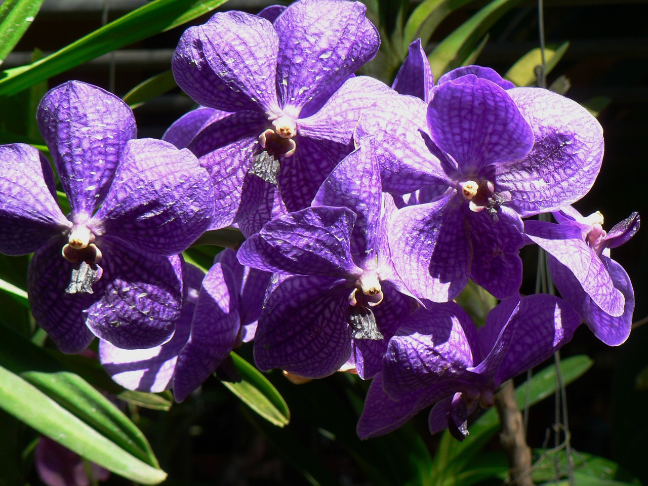 Orchidėjos, Violetinė, Phalaenopsis, Augalas, Gėlė, Nemokamos Nuotraukos,  Nemokama Licenzija
