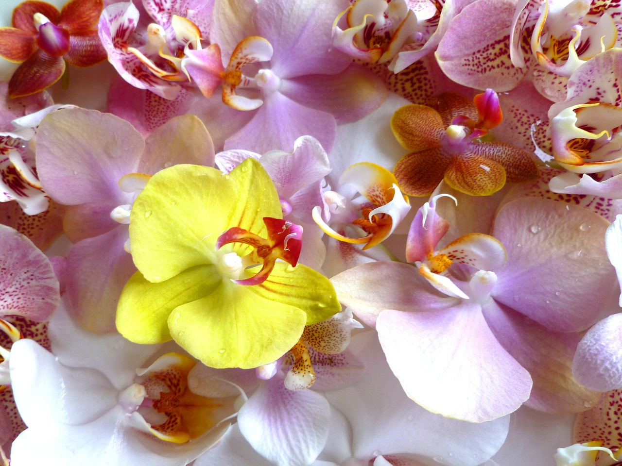 Orchidėjos, Phalaenopsis, Melo Orchidėja, Atogrąžų, Gėlių, Augalas, Natūralus, Žiedas, Žydėti, Žiedlapis