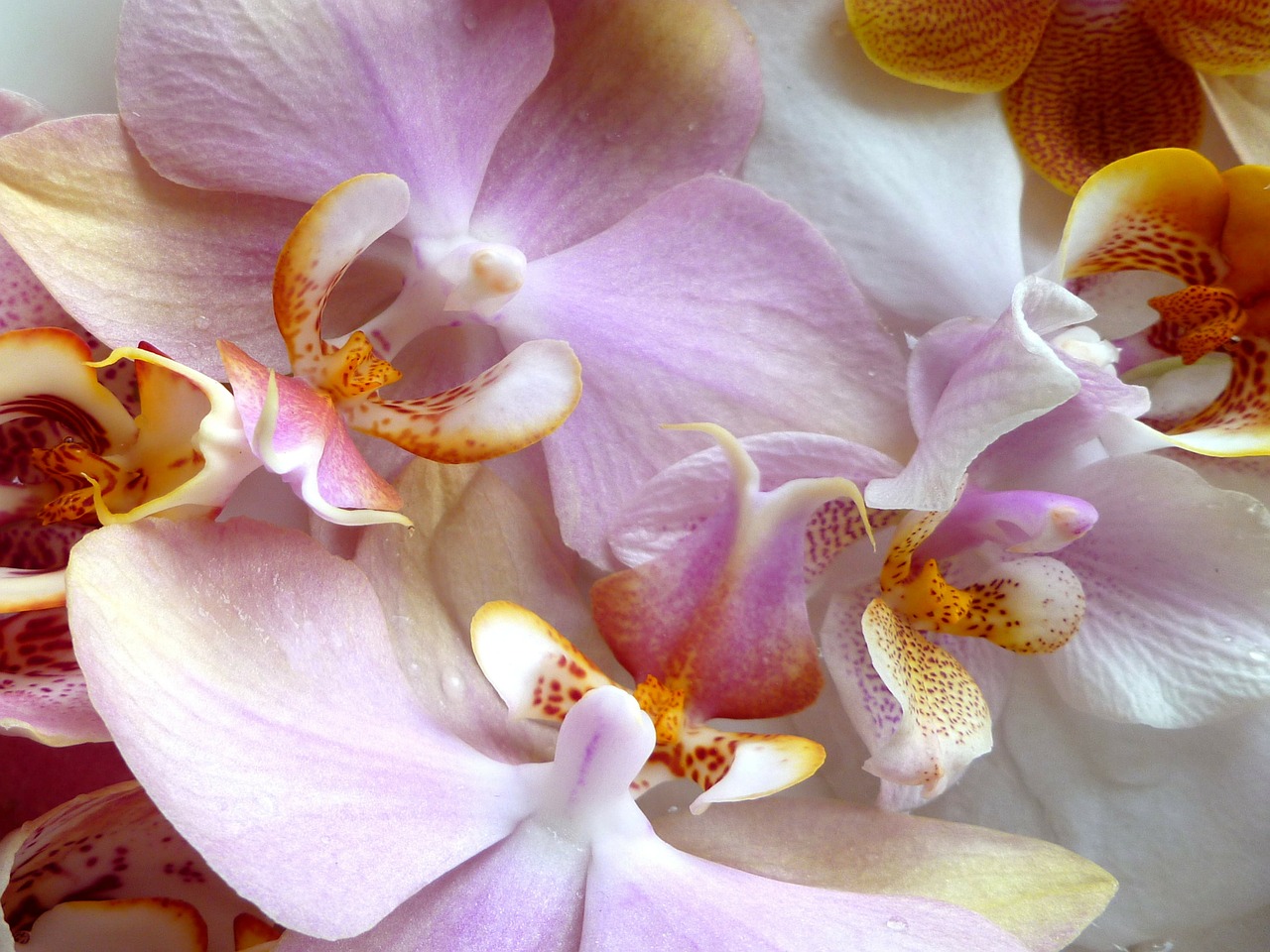 Orchidėjos, Phalaenopsis, Melo Orchidėja, Makrofotografija, Gėlių, Augalai, Natūralus, Žiedas, Žydėti, Žiedlapiai