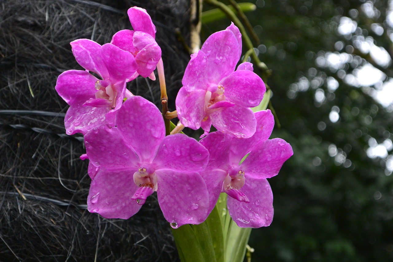 Orchidėjos, Singapūras, Botanikos Sodas, Nemokamos Nuotraukos,  Nemokama Licenzija