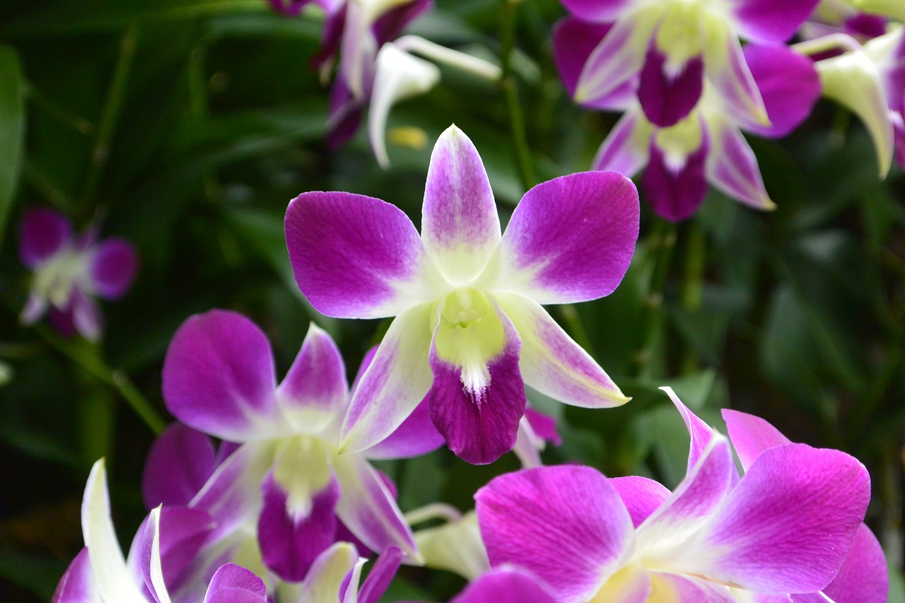 Orchidėjos, Singapūras, Botanikos Sodas, Violetinė, Gėlės, Nemokamos Nuotraukos,  Nemokama Licenzija