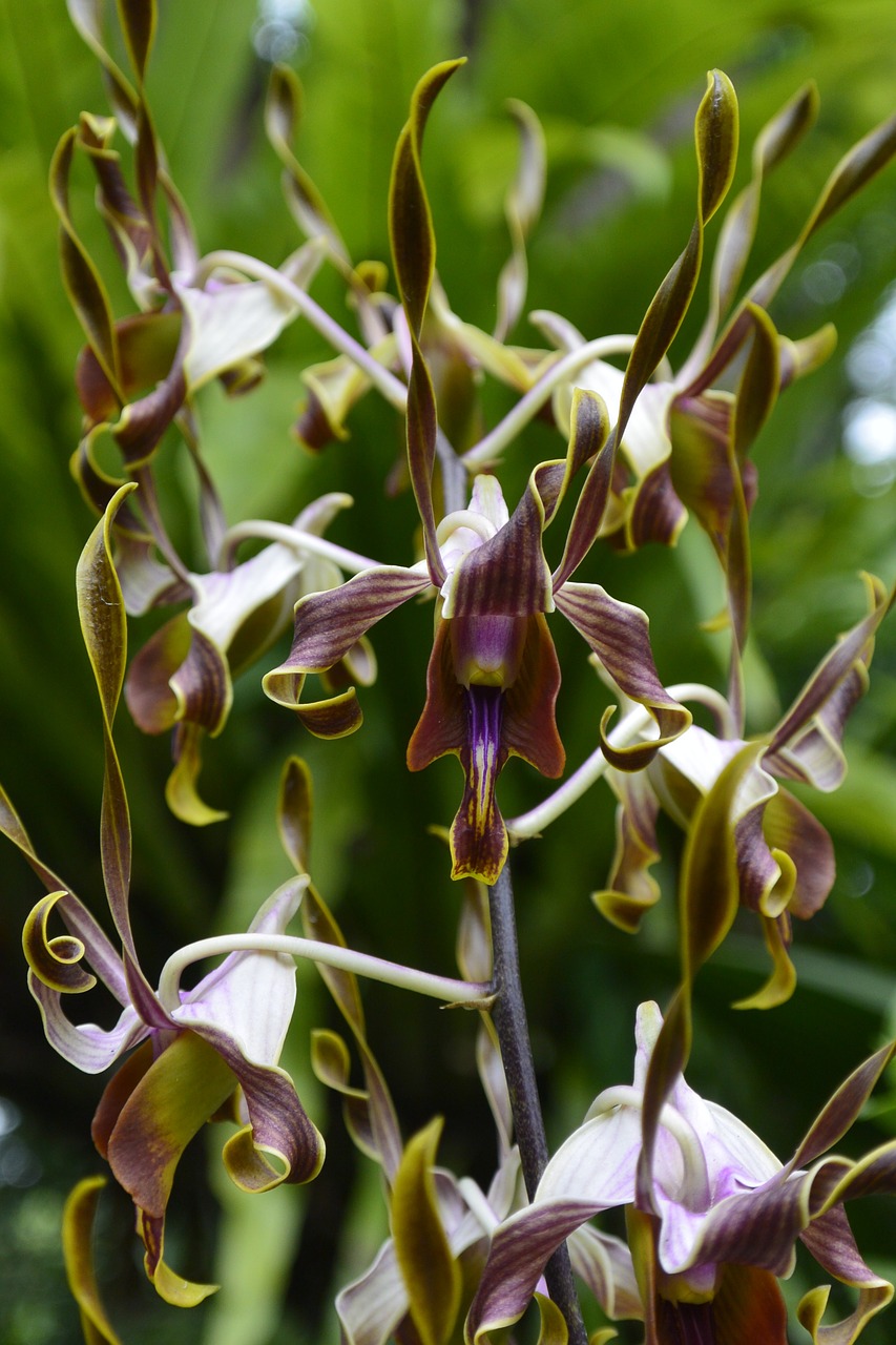 Orchidėjos, Singapūras, Botanikos Sodas, Nemokamos Nuotraukos,  Nemokama Licenzija