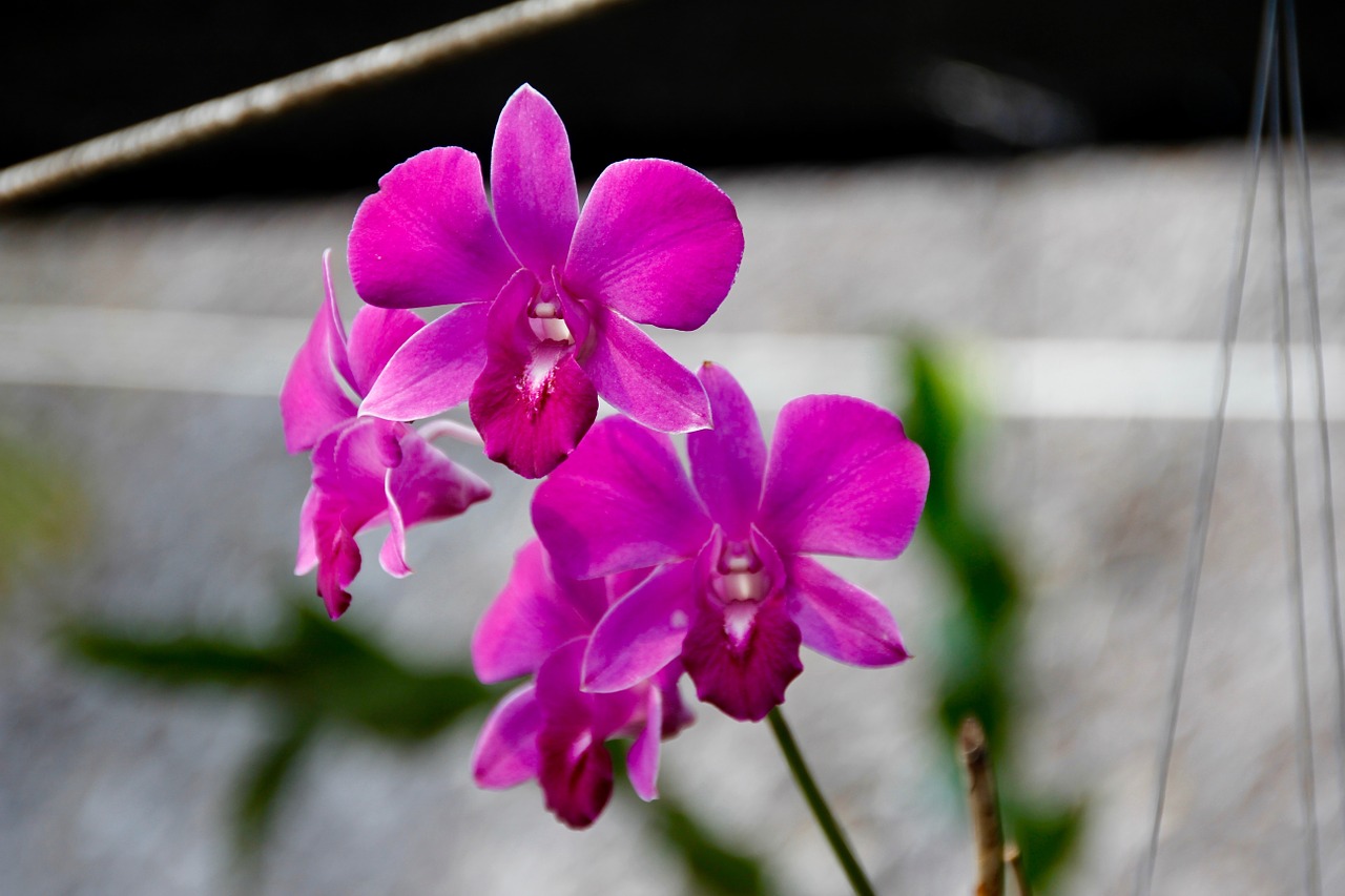 Orchidėjos, Žiedas, Žydėti, Gėlė, Augalas, Gamta, Laukinė Orchidėja, Flora, Orchidė, Nemokamos Nuotraukos