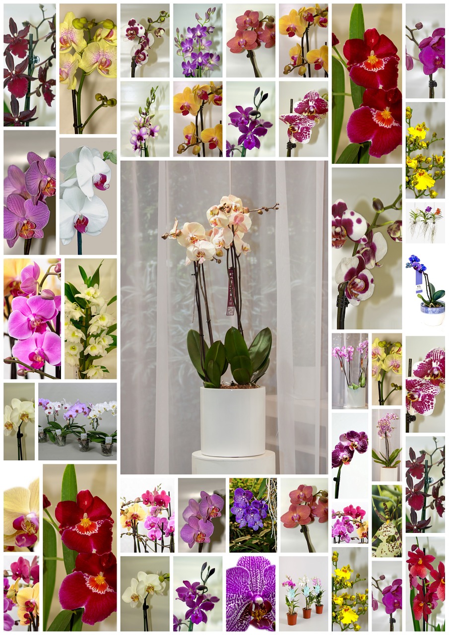 Orchidėjos, Gėlės, Plakatas, Spalva, Žiedas, Žydėti, Laukinė Orchidėja, Balta Violetinė, Violetinė, Balta