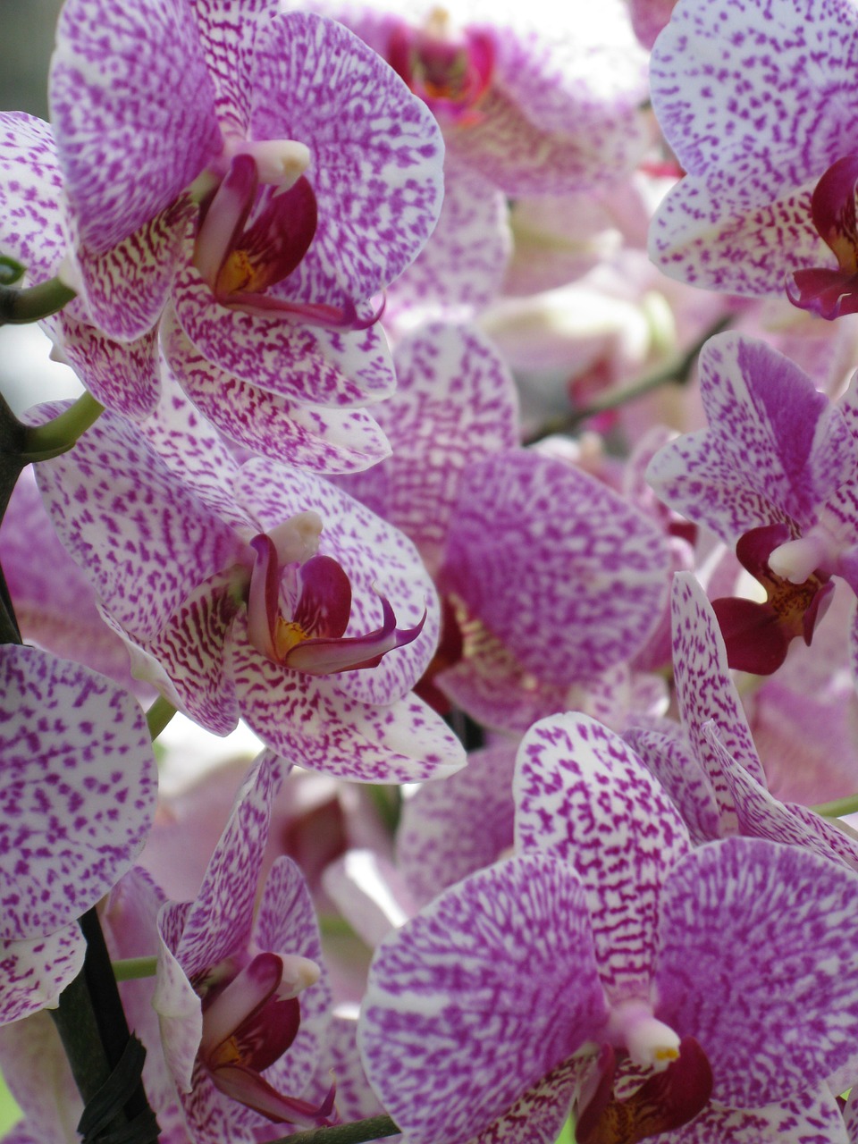 Orchidėjos, Gėlės, Augalas, Nemokamos Nuotraukos,  Nemokama Licenzija