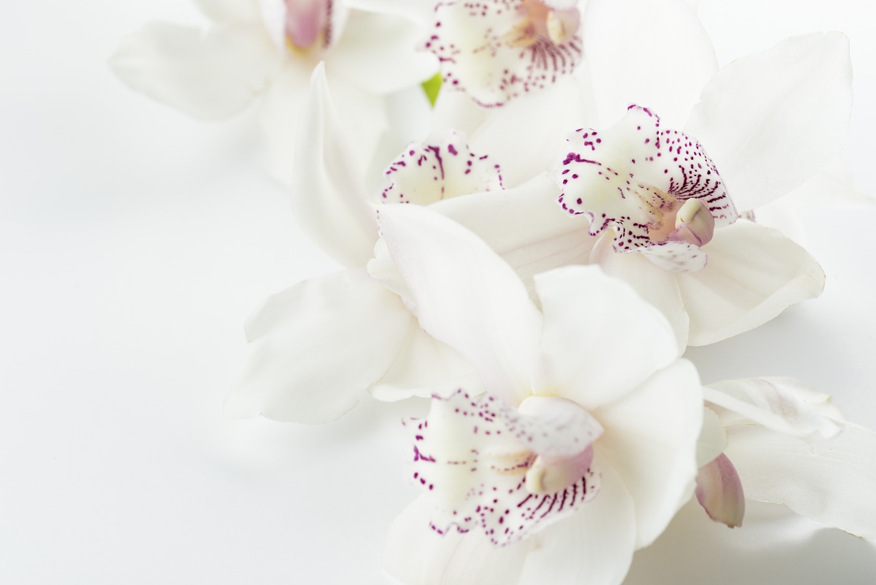 Orchidėjos, Gėlės Baltas Fonas, Gėlės, Violetinė, Egzotiškas, Botanika, Lapai, Žiedlapis, Augalas, Balta