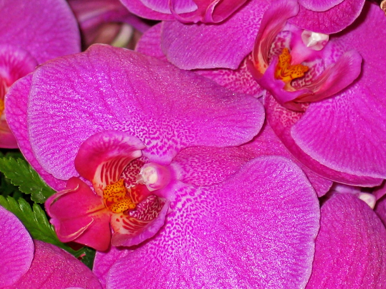 Orchidėjos, Gėlės, Rožinis, Violetinė, Gamta, Augalas, Uždaryti, Purpurinė Gėlė, Floristika, Violetinė