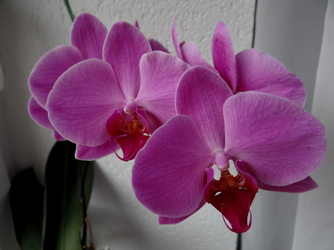 Orchidėjos, Gėlės, Kambariniai Augalai, Violetinė, Nemokamos Nuotraukos,  Nemokama Licenzija