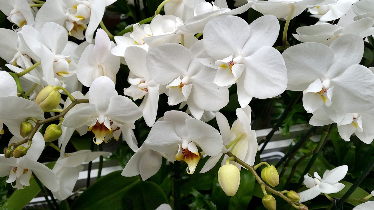 Orchidėjos, Gėlė, Balta, Augalas, Žiedas, Žydėti, Nemokamos Nuotraukos,  Nemokama Licenzija