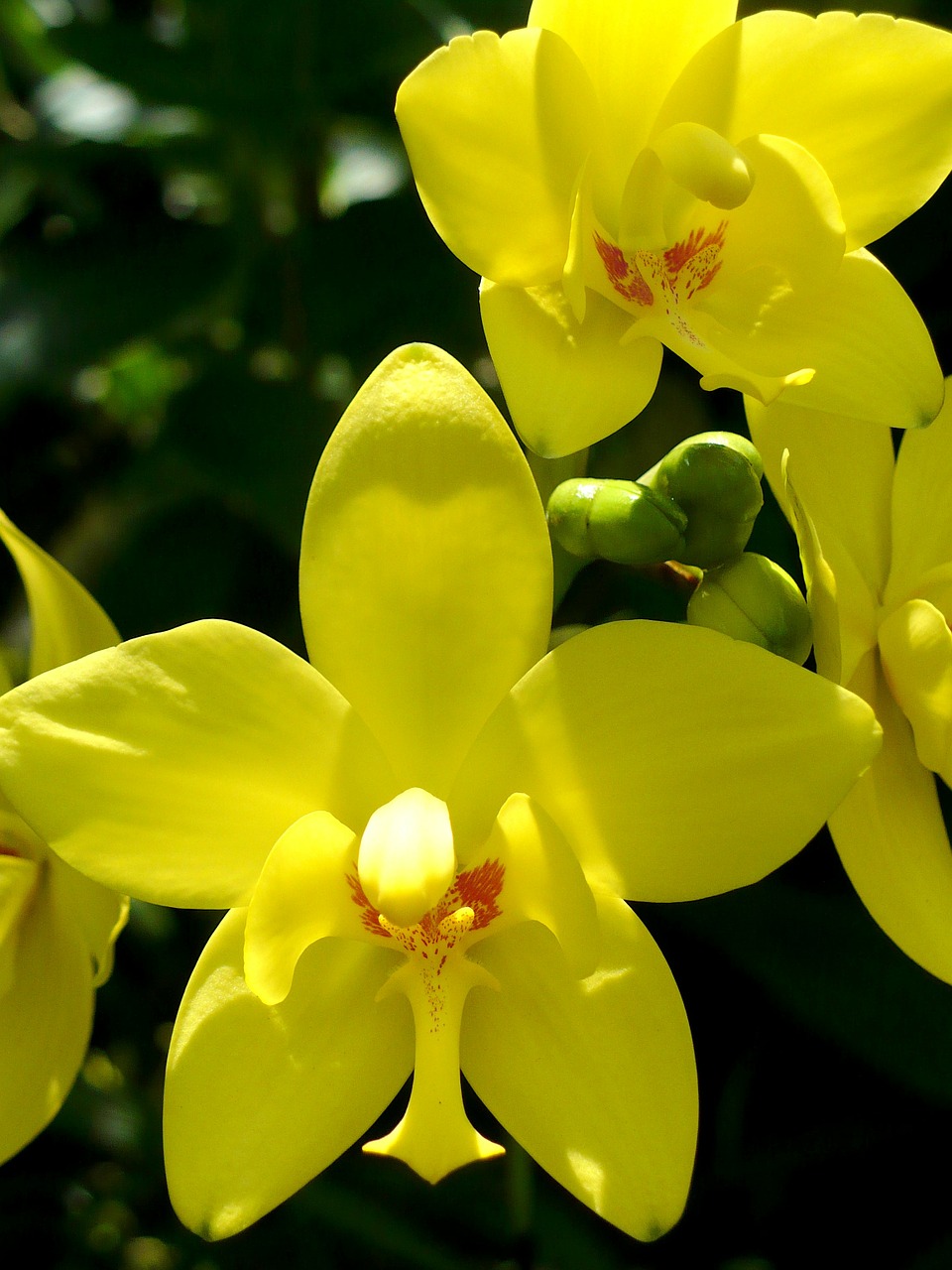 Orchidėjos, Geltona, Gėlės, Žiedai, Žydi, Žydi, Šviesus, Žiedlapiai, Spalvinga, Auksinis