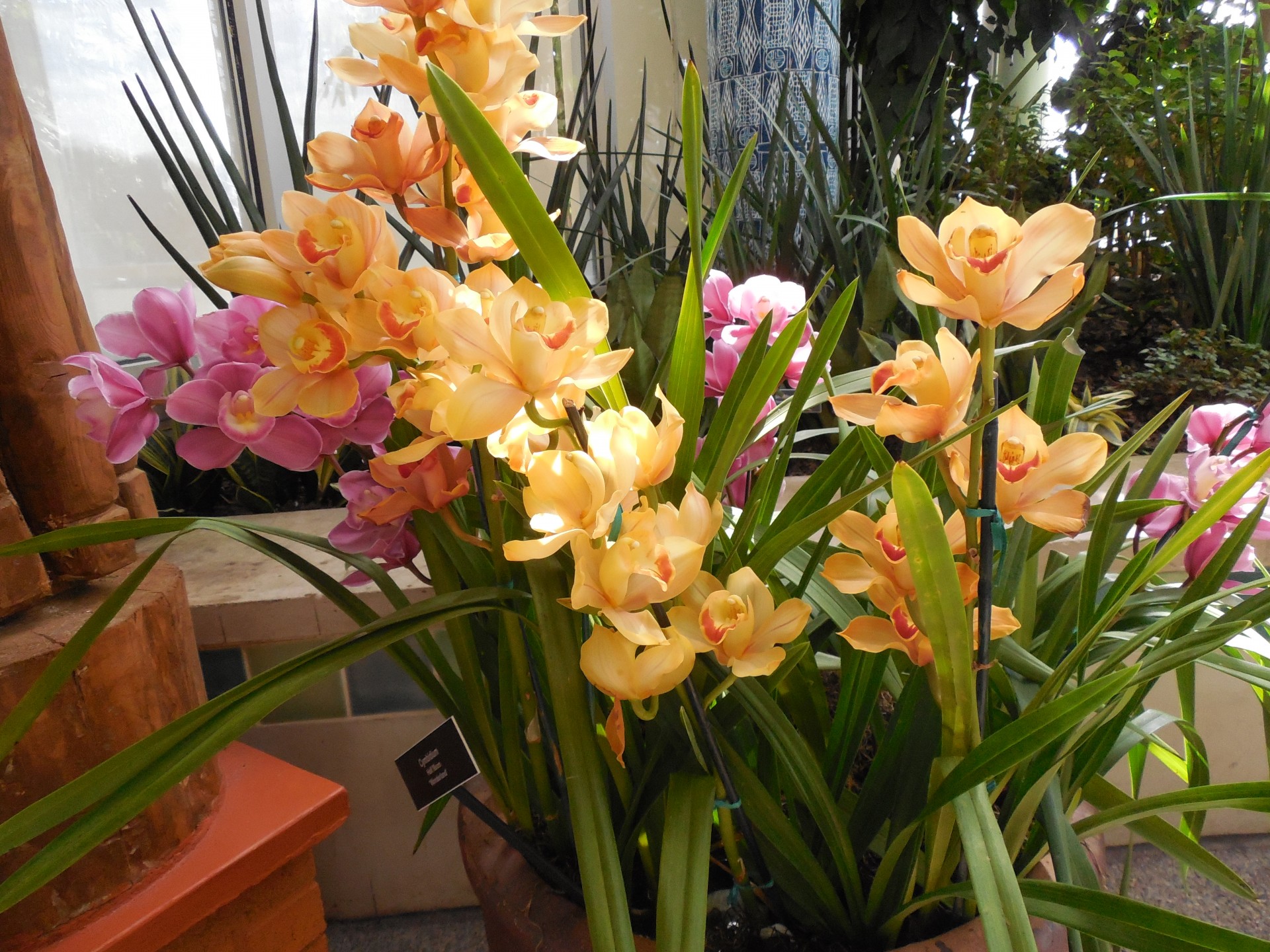 Orchidėjos,  Orchidėjos, Nemokamos Nuotraukos,  Nemokama Licenzija