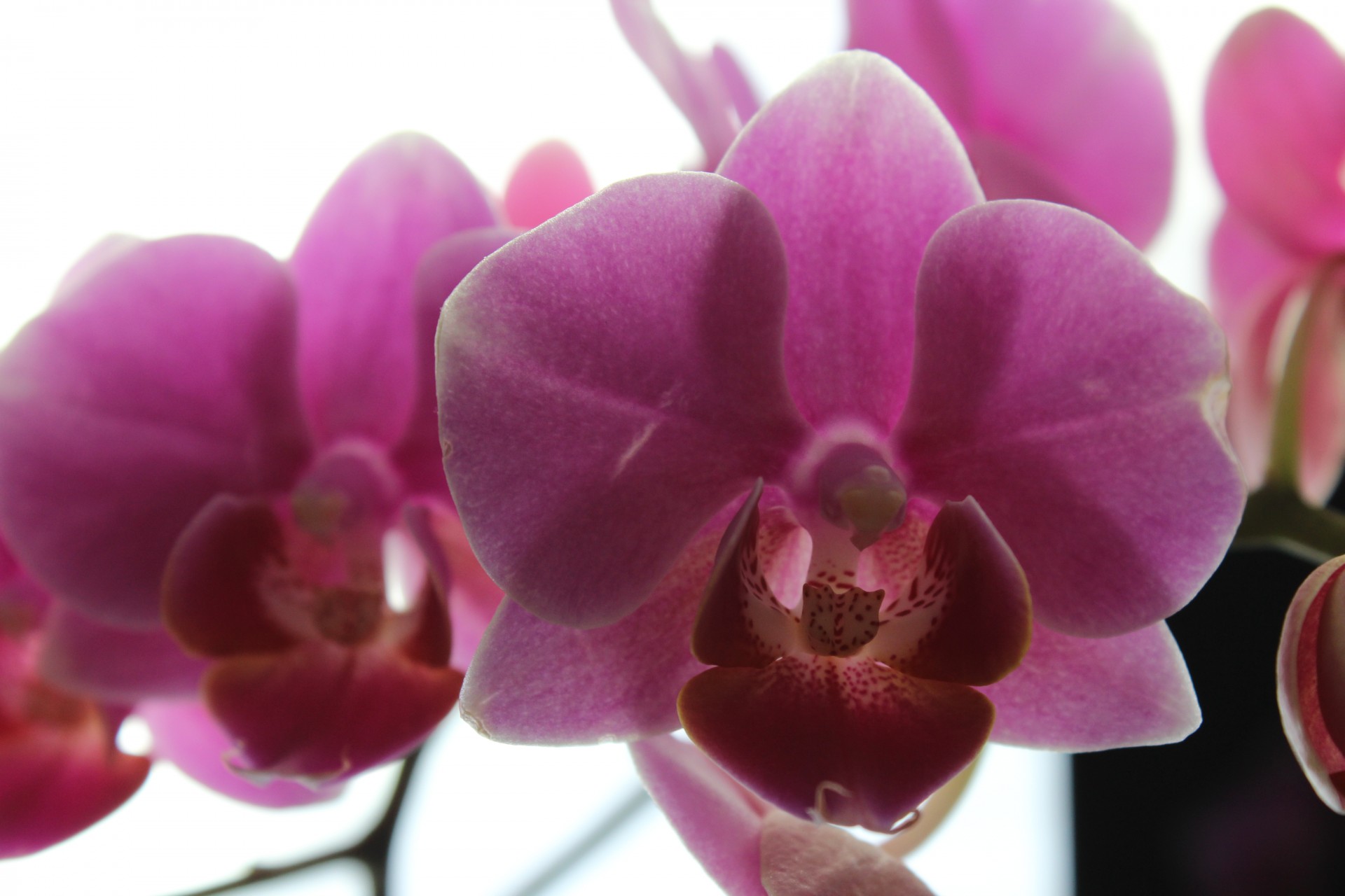 Orchidėjos,  Gėlės,  Orchidėjos, Nemokamos Nuotraukos,  Nemokama Licenzija