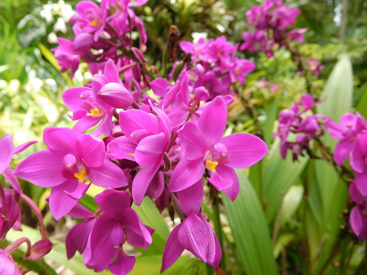 Orchidėjos, Gėlės, Augalai, Rožinės Orchidėjos, Atogrąžų, Botanikos, Natūralus, Nemokamos Nuotraukos,  Nemokama Licenzija
