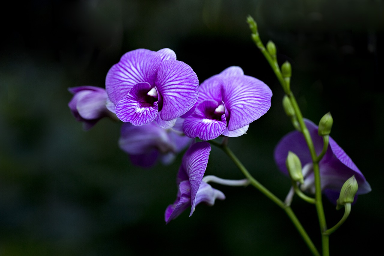 Orchidėjos, Flora, Gėlė, Augalas, Gamta, Violetinė, Nemokamos Nuotraukos,  Nemokama Licenzija