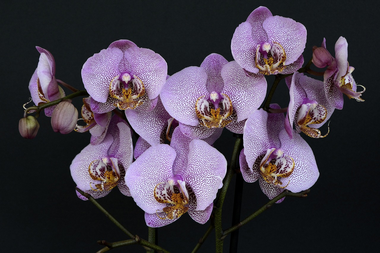 Orchidėjos, Gėlės, Žiedas, Žydėti, Balta Violetinė, Orchidėjų Gėlė, Violetinė, Lapai, Gamta, Augalas
