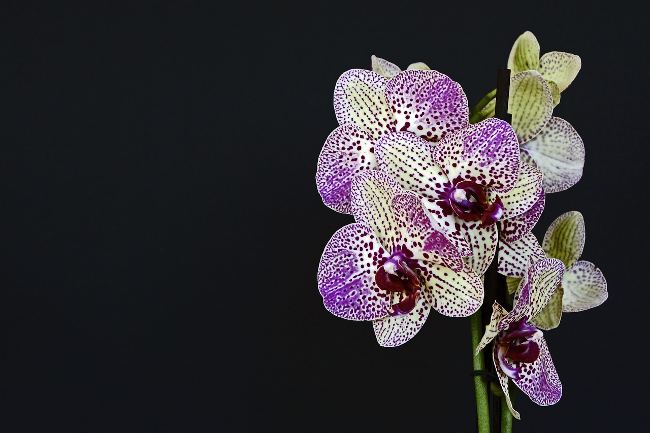 Orchidėjos, Gėlės, Žiedas, Žydėti, Balta Violetinė, Orchidėjų Gėlė, Violetinė, Lapai, Gamta, Augalas