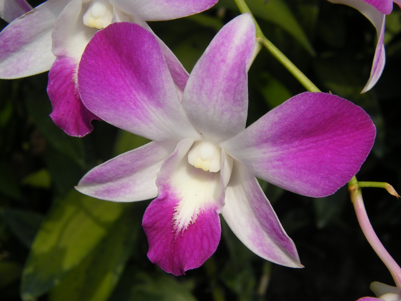 Orchidėjos, Singapūras, Augalas, Botanikos Sodas, Žiedas, Žydėti, Nemokamos Nuotraukos,  Nemokama Licenzija