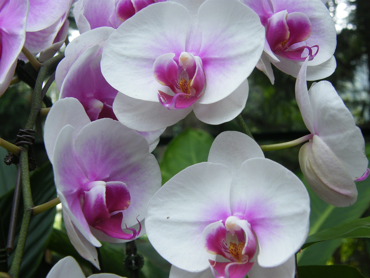 Orchidėjos, Singapūras, Augalas, Botanikos Sodas, Žiedas, Žydėti, Nemokamos Nuotraukos,  Nemokama Licenzija