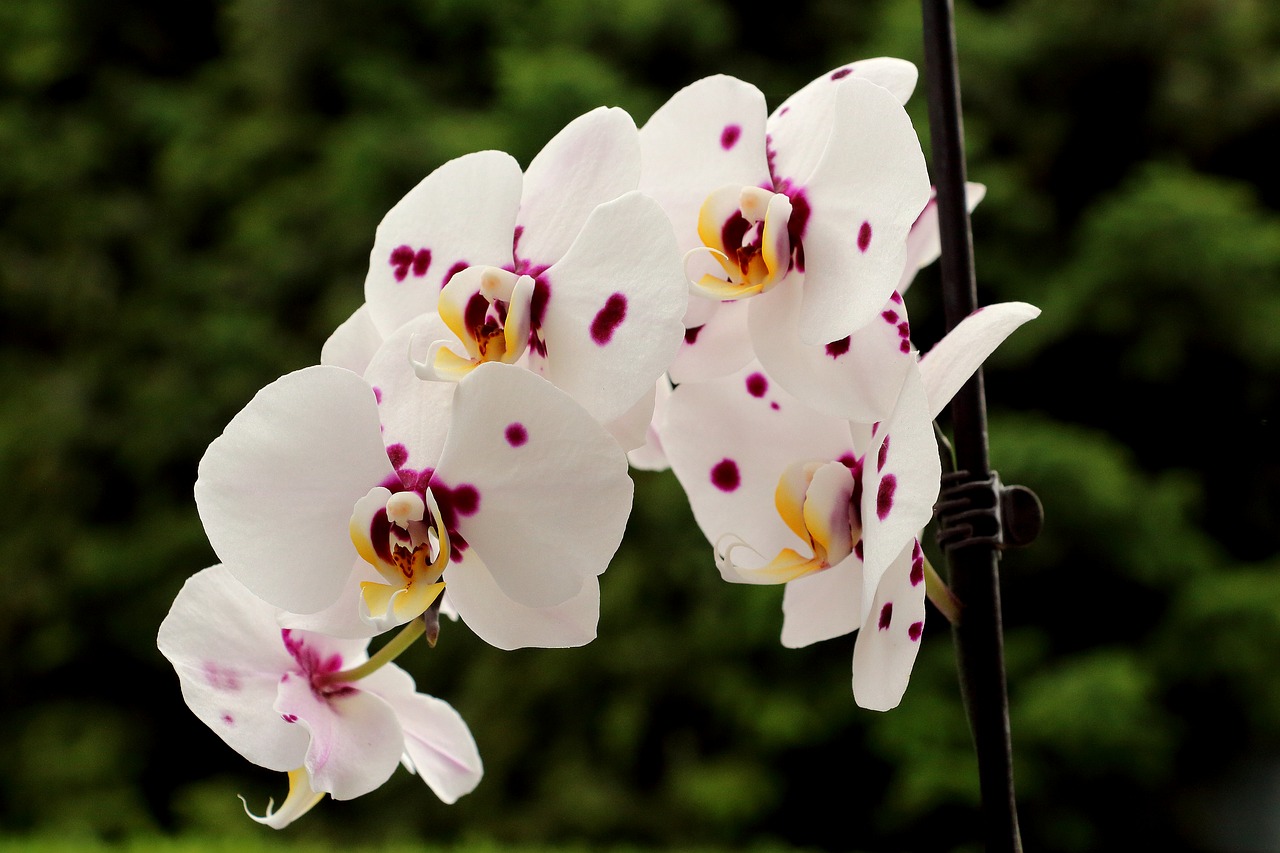Orchidėjos, Žiedas, Žydėti, Gėlė, Nemokamos Nuotraukos,  Nemokama Licenzija