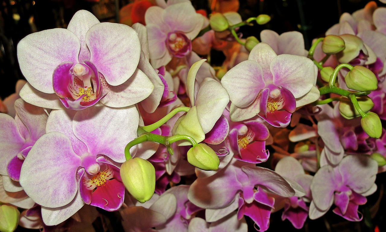 Orchidėjos, Gėlės, Puokštė, Nemokamos Nuotraukos,  Nemokama Licenzija