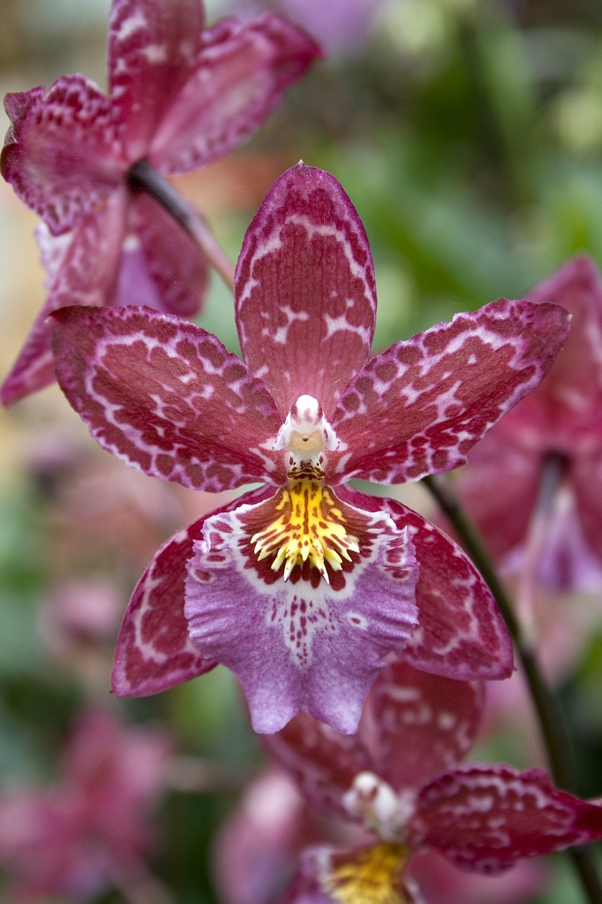 Orchidėjos, Gėlės, Žiedas, Žydėti, Violetinė, Augalas, Gamta, Nemokamos Nuotraukos,  Nemokama Licenzija