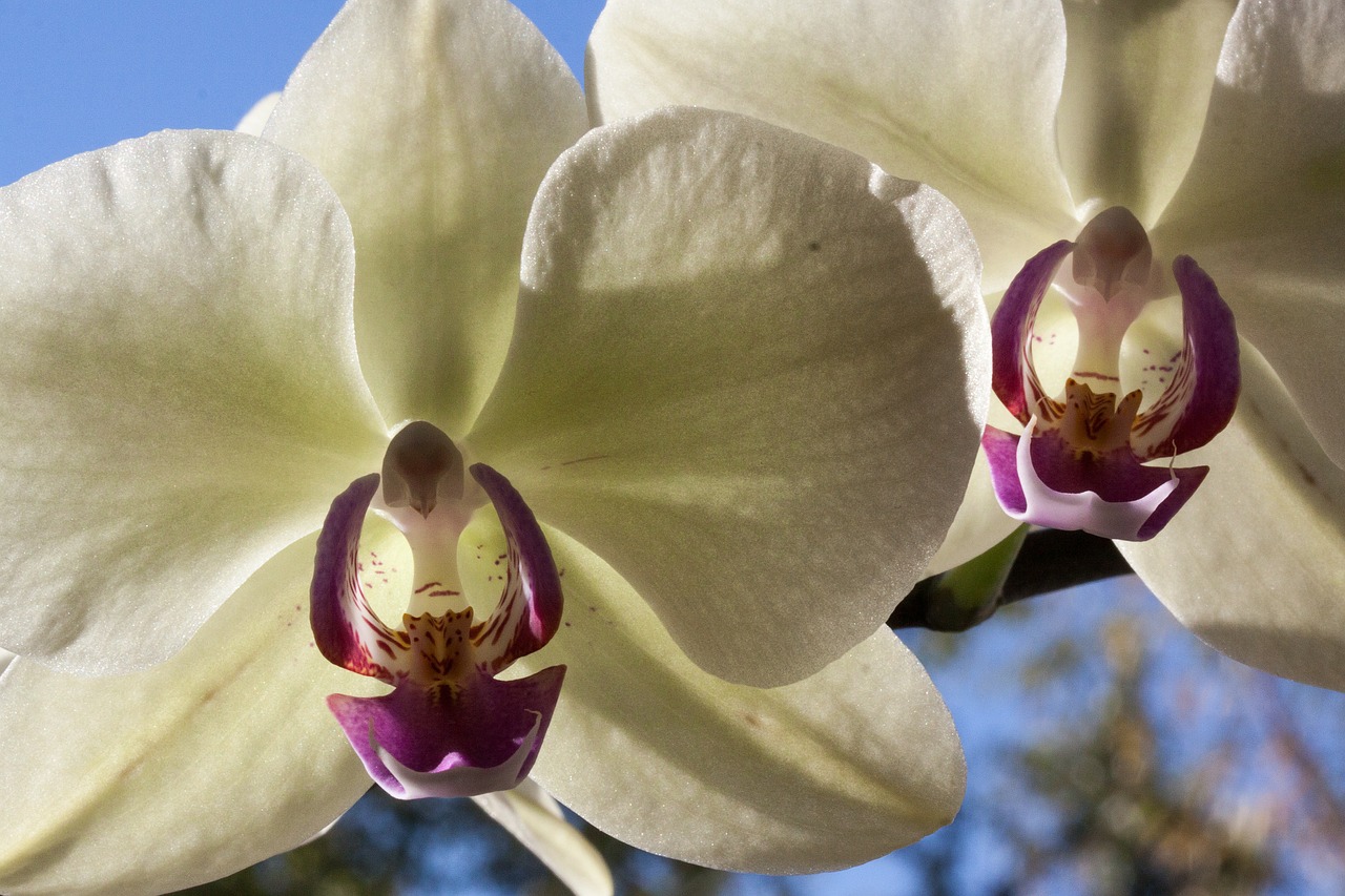 Orchidėjos, Balta, Gėlė, Žiedas, Žydėti, Flora, Gamta, Karalienė Gėlių, Phalaenopsis, Saulė Įstrižai