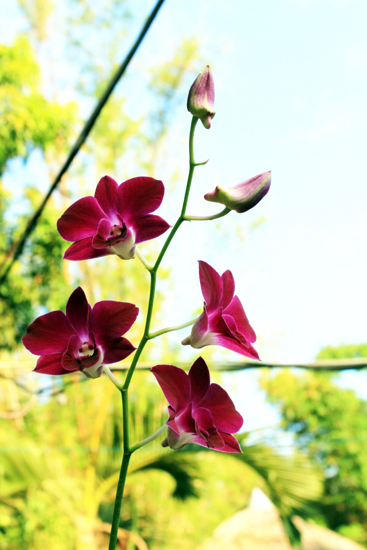 Orchidėjos,  Violetinė & Nbsp,  Orchidėjos,  Gėlės,  Gėlė,  Žiedlapiai,  Violetinė & Nbsp,  Žiedlapiai,  Stiebas,  Orchidėjos 2