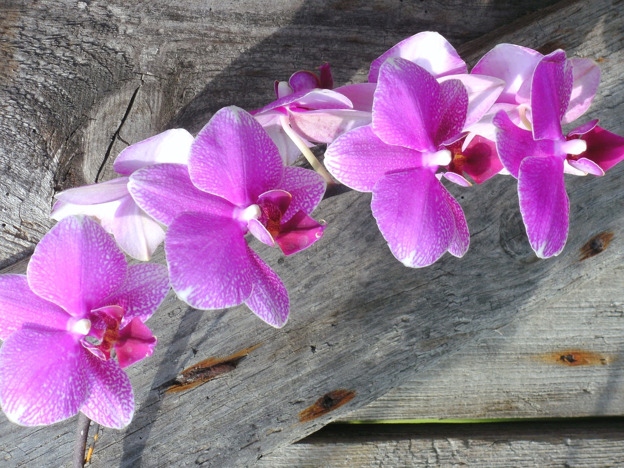 Orchidėjos, Orchidėjų Gėlė, Gėlės, Nemokamos Nuotraukos,  Nemokama Licenzija